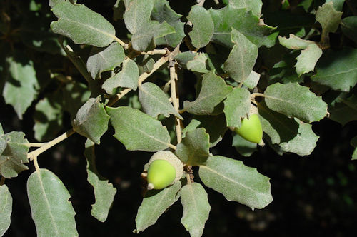 Quercus ilex ssp "rotundifolia"