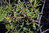 Rhamnus lycioides