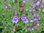 Salvia officinalis ssp "lavandulifolia"