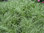 Carex comans "Frosted Curls"