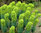 Euphorbia characias ssp.wulfenii