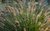 Pennisetum alopecuroides "Hameln"