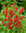 Salvia microphylla "Royal Bumble"