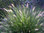 Pennisetum alopecuroides "Little Bunny"