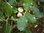 Quercus humilis / pubescens