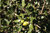 Quercus ilex ssp "ilex"