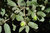 Quercus ilex ssp "rotundifolia"