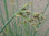 Scirpus lacustris